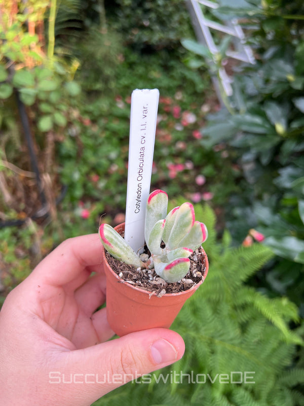 Cotyledon Orbiculata CV. long leaf var. - small size - sehr seltene und bunte Sukkulente aus Korea - Pflanze * Korea Import *