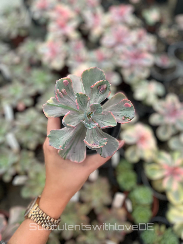 Echeveria 'Beyonce' Rainbow variegata - schöne und sehr seltene Sukkulente - Pflanze * Korea Import *