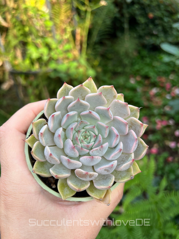 Echeveria 'cuspidata pink' - schöne und seltene Sukkulente - pinke Echeveria - Vermehrungsblatt oder Pflanze