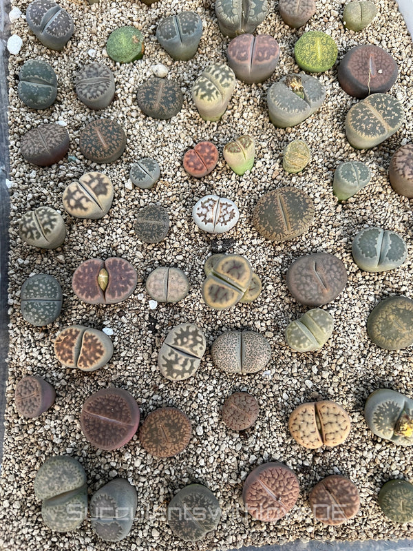 Lebende Steinpflanzen | Lithops Living Stone Sukkulenten | schöne farbige lebende Steine | SALE | medium