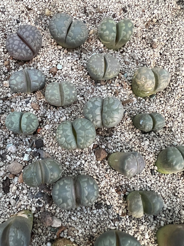 Lithops otzeniana | Lithops Living Stone