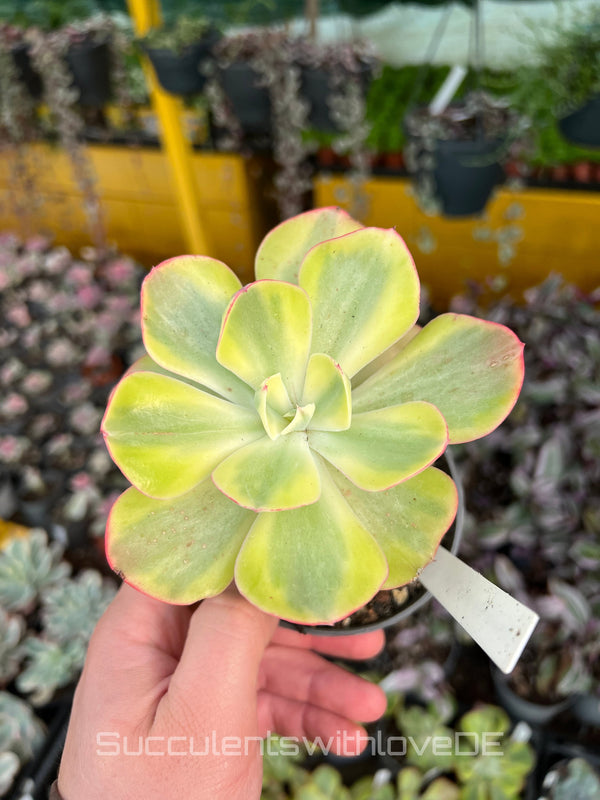 Echeveria 'Winter Sunset' variegated / Enfant variegated - schöne und sehr seltene Sukkulente - bunte Sukkulente - Pflanze * Korea Import *