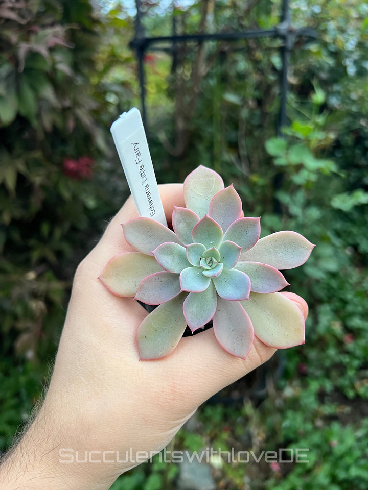 Echeveria 'Little Fairy' - schöne und seltene Sukkulente - rote Sukkulente - Pflanze * Korea Import *