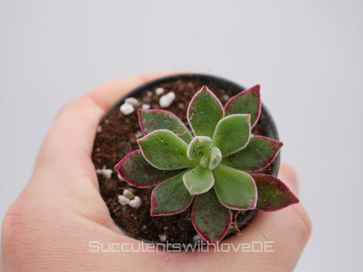 Echeveria Set #1 - 5 sehr schöne Sukkulente aus Korea - Pflanze - Nur solange der Vorrat reicht!