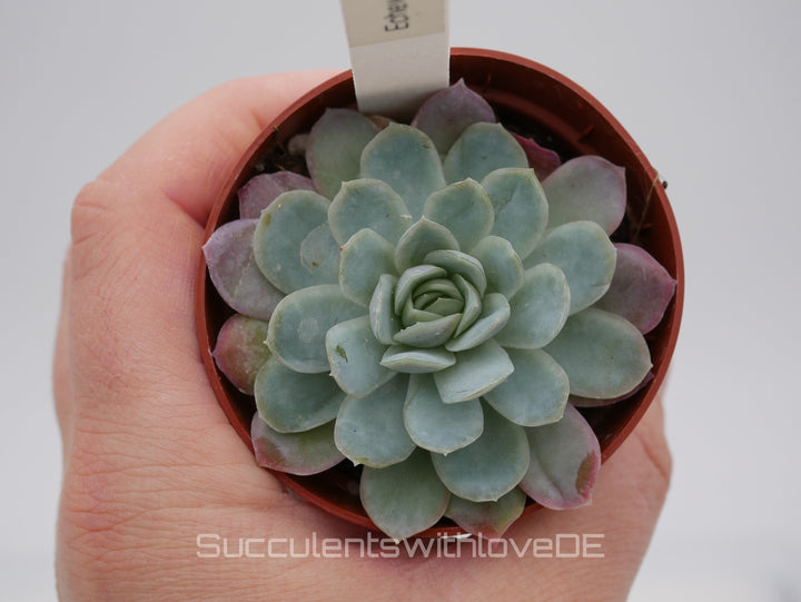 Echeveria Set #1 - 5 sehr schöne Sukkulente aus Korea - Pflanze - Nur solange der Vorrat reicht!