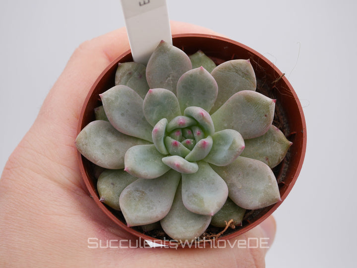 Echeveria Set #1 - 5 sehr schöne Sukkulente aus Korea - Pflanze - Nur solange der Vorrat reicht!