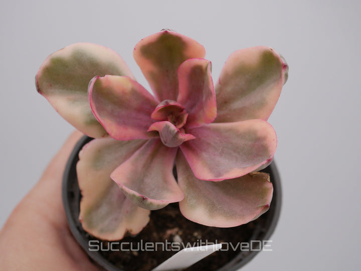 Echeveria 'Golden State' variegated - schöne und sehr seltene Sukkulente - Pflanze * Korea Import *