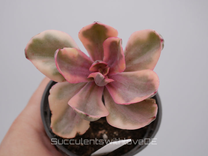 Echeveria 'Golden State' variegated - schöne und sehr seltene Sukkulente - Pflanze * Korea Import *