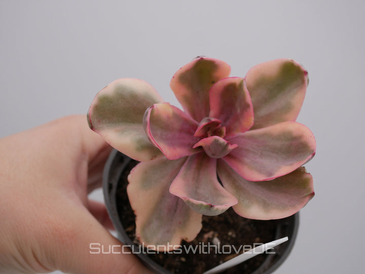 Echeveria 'Golden State' variegated - schöne und sehr seltene Sukkulente - Pflanze * Korea Import *