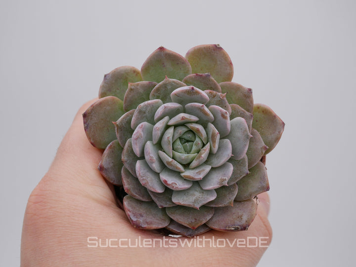 Echeveria Set #1 - 5 sehr schöne Sukkulente aus Korea - Pflanze - Nur solange der Vorrat reicht!