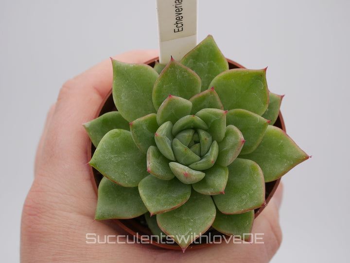 Echeveria Set #1 - 5 sehr schöne Sukkulente aus Korea - Pflanze - Nur solange der Vorrat reicht!