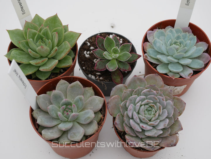 Echeveria Set #1 - 5 sehr schöne Sukkulente aus Korea - Pflanze - Nur solange der Vorrat reicht!