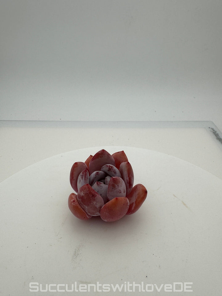 Echeveria 'Orange Monroe' - schöne und seltene Sukkulente - lila orangene Sukkulente - Pflanze * Korea Import *