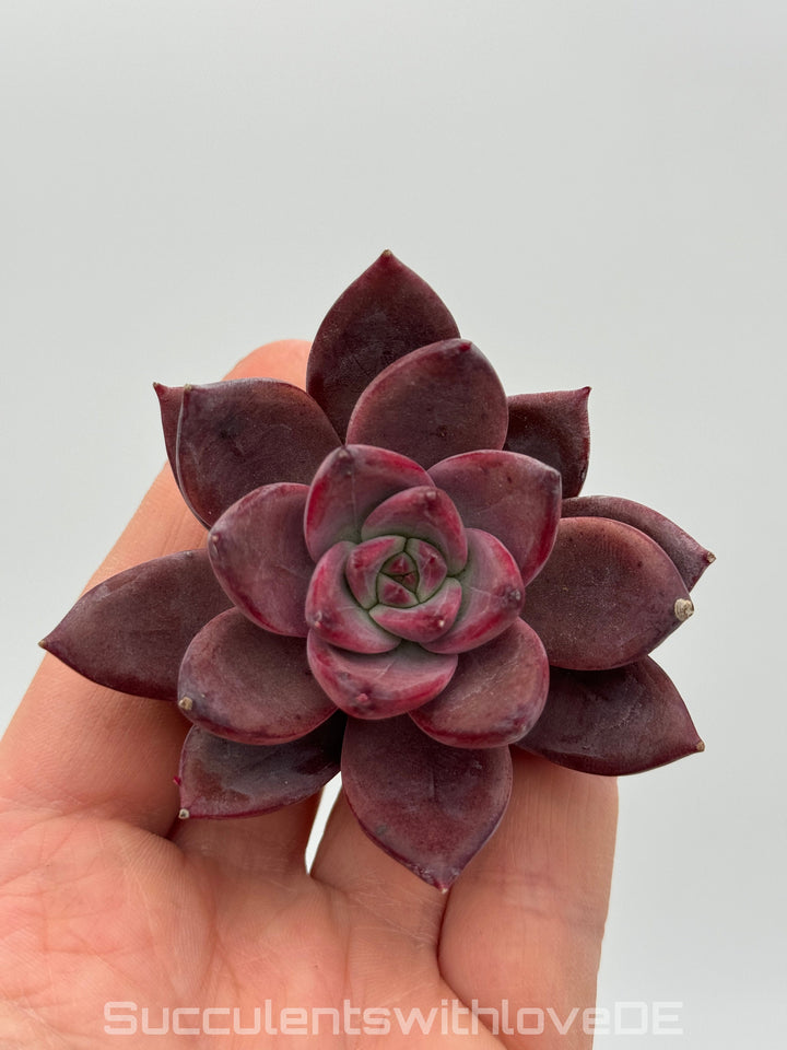 Echeveria 'Summer Beauty' - schöne und seltene Sukkulente - lila orangene Sukkulente - Pflanze * Korea Import *