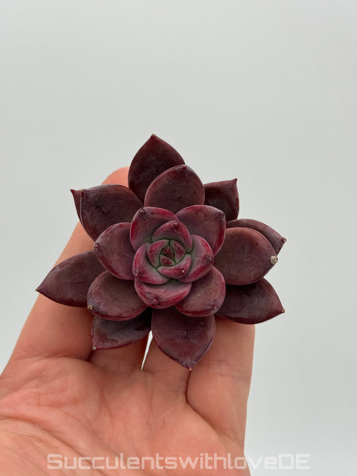 Echeveria 'Summer Beauty' - schöne und seltene Sukkulente - lila orangene Sukkulente - Pflanze * Korea Import *