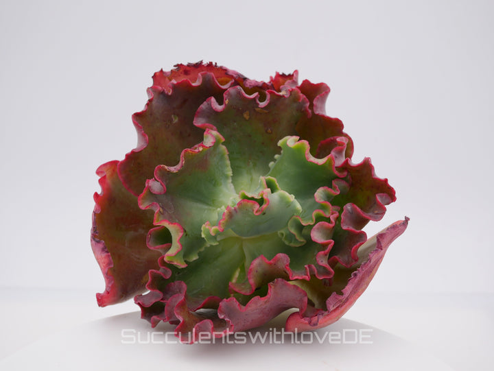 Echeveria 'Red trump' / 'Ellis' - schöne und sehr seltene Sukkulente - Pflanze * Korea Import *
