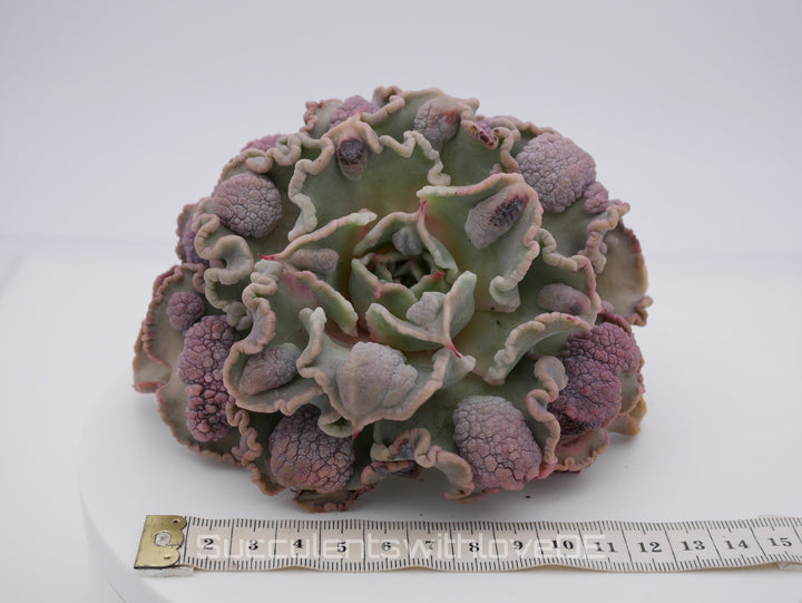 Echeveria 'Madiba' warts - Special rare plant - schöne und sehr seltene Sukkulente - Sukkulente - Pflanze * Korea Import *