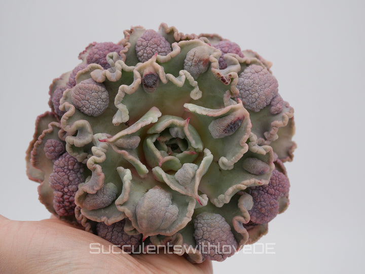 Echeveria 'Madiba' warts - Special rare plant - schöne und sehr seltene Sukkulente - Sukkulente - Pflanze * Korea Import *