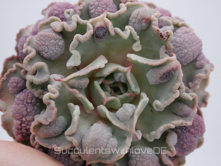 Echeveria 'Madiba' warts - Special rare plant - schöne und sehr seltene Sukkulente - Sukkulente - Pflanze * Korea Import *