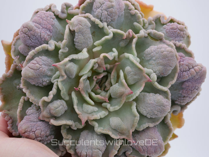 Echeveria 'Madiba' warts - Special rare plant - schöne und sehr seltene Sukkulente - Sukkulente - Pflanze * Korea Import *