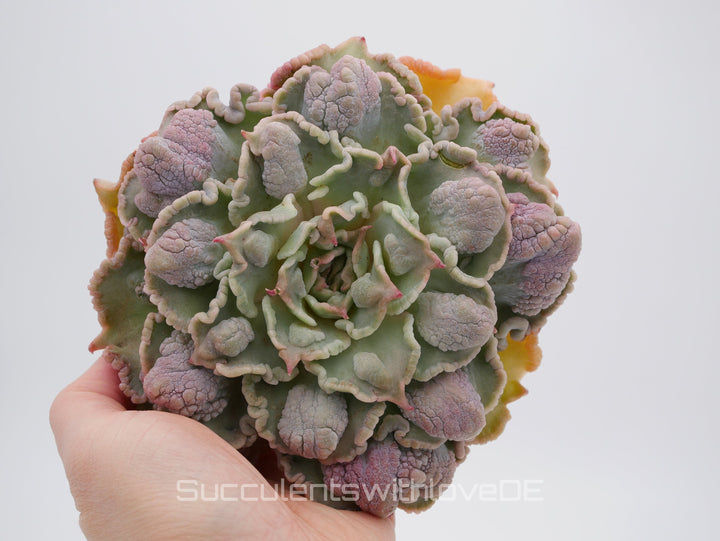 Echeveria 'Madiba' warts - Special rare plant - schöne und sehr seltene Sukkulente - Sukkulente - Pflanze * Korea Import *
