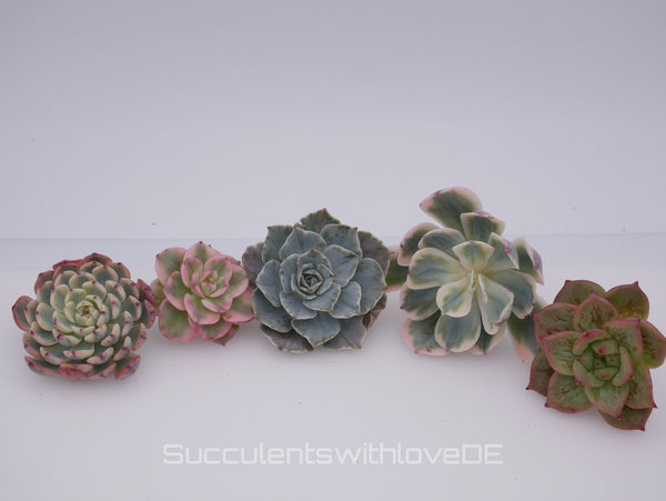 Echeveria Set #2 - 5 sehr schöne Sukkulente aus Korea - Pflanze - Nur solange der Vorrat reicht!