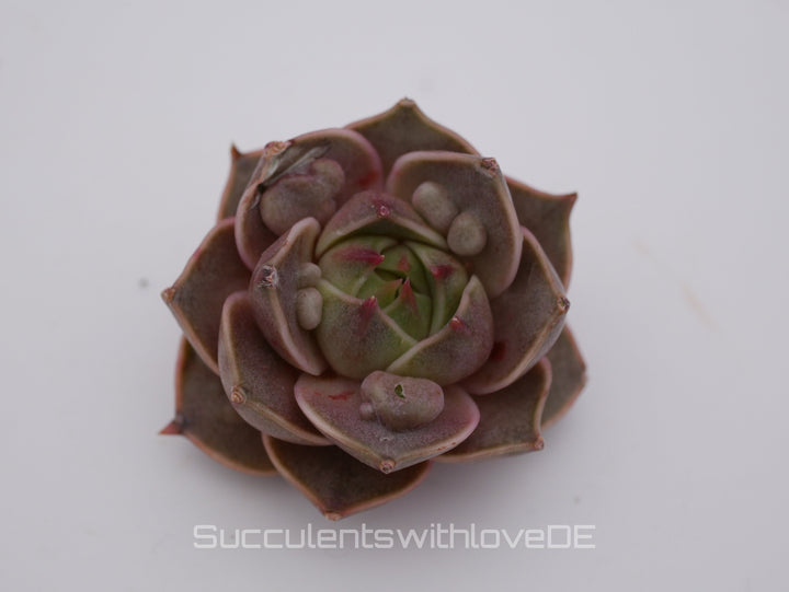 Echeveria 'Mystic Rose' warts - schöne und seltene Sukkulente - Sukkulente - Pflanze * Korea Import *