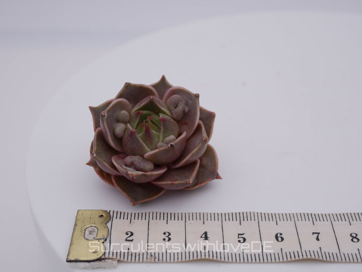 Echeveria 'Mystic Rose' warts - schöne und seltene Sukkulente - Sukkulente - Pflanze * Korea Import *