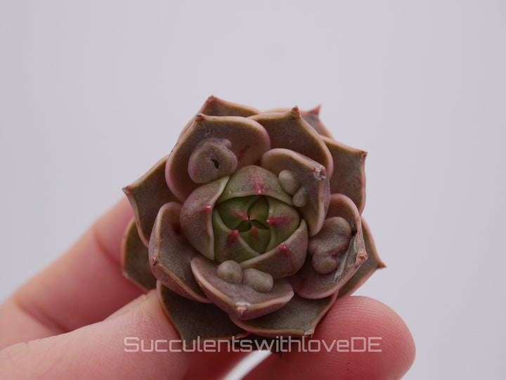 Echeveria 'Mystic Rose' warts - schöne und seltene Sukkulente - Sukkulente - Pflanze * Korea Import *