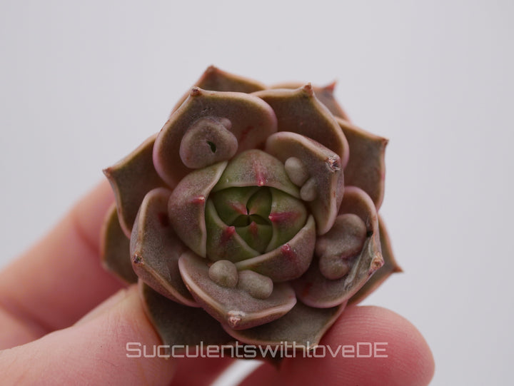 Echeveria 'Mystic Rose' warts - schöne und seltene Sukkulente - Sukkulente - Pflanze * Korea Import *