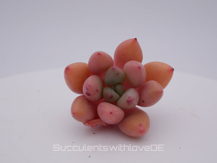 Echeveria 'Peach Garden' - schöne und seltene Sukkulente - Sukkulente - Pflanze * Korea Import *