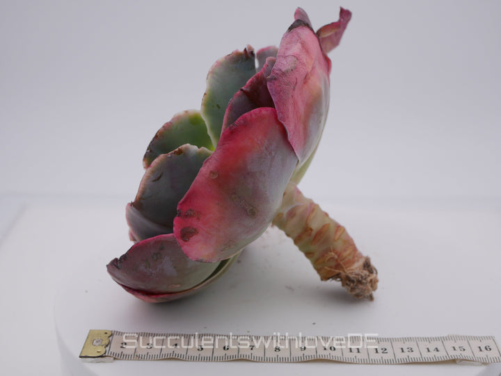 Echeveria 'Purpose Rose' - schöne und seltene Sukkulente - Sukkulente - Pflanze * Korea Import *