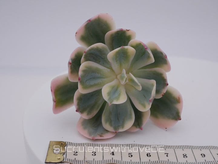 Echeveria Set #2 - 5 sehr schöne Sukkulente aus Korea - Pflanze - Nur solange der Vorrat reicht!