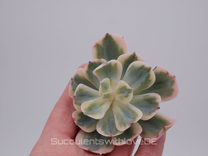 Echeveria Set #2 - 5 sehr schöne Sukkulente aus Korea - Pflanze - Nur solange der Vorrat reicht!