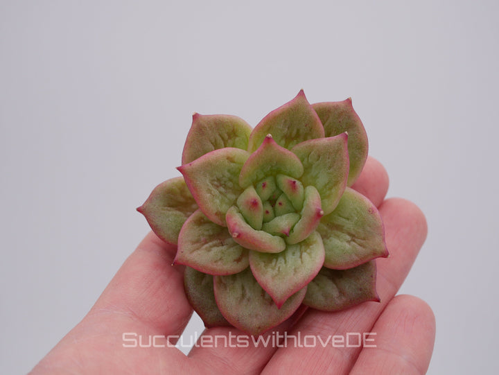 Echeveria Set #2 - 5 sehr schöne Sukkulente aus Korea - Pflanze - Nur solange der Vorrat reicht!