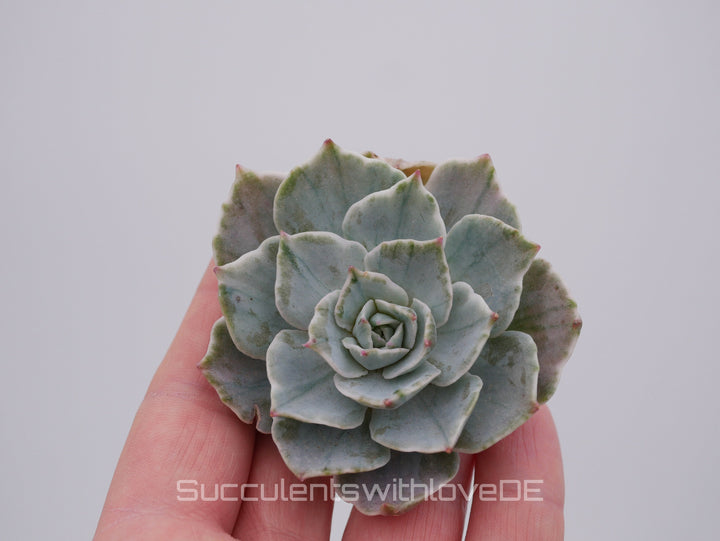 Echeveria Set #2 - 5 sehr schöne Sukkulente aus Korea - Pflanze - Nur solange der Vorrat reicht!