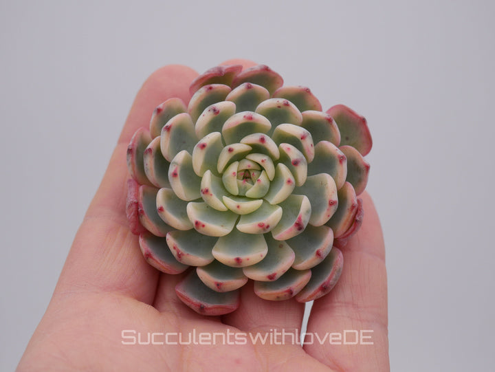 Echeveria Set #2 - 5 sehr schöne Sukkulente aus Korea - Pflanze - Nur solange der Vorrat reicht!