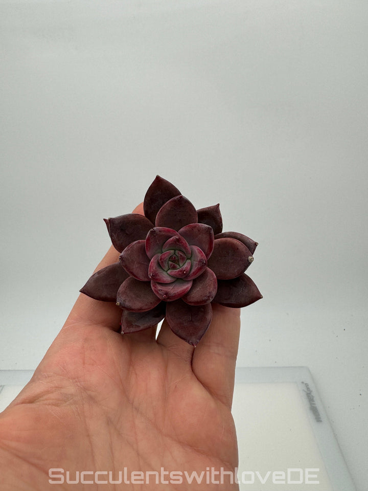 Echeveria 'Summer Beauty' - schöne und seltene Sukkulente - lila orangene Sukkulente - Pflanze * Korea Import *