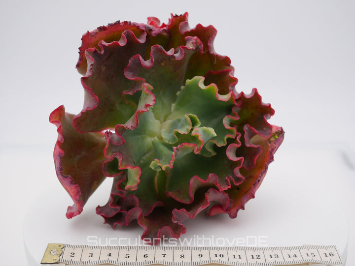 Echeveria 'Red trump' / 'Ellis' - schöne und sehr seltene Sukkulente - Pflanze * Korea Import *