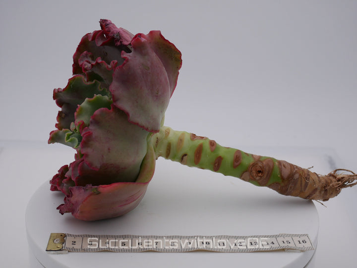 Echeveria 'Red trump' / 'Ellis' - schöne und sehr seltene Sukkulente - Pflanze * Korea Import *