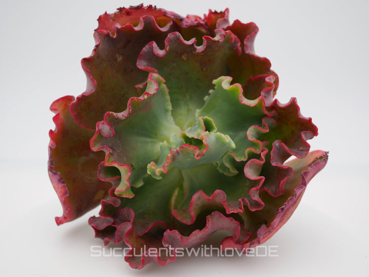 Echeveria 'Red trump' / 'Ellis' - schöne und sehr seltene Sukkulente - Pflanze * Korea Import *