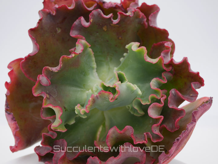 Echeveria 'Red trump' / 'Ellis' - schöne und sehr seltene Sukkulente - Pflanze * Korea Import *