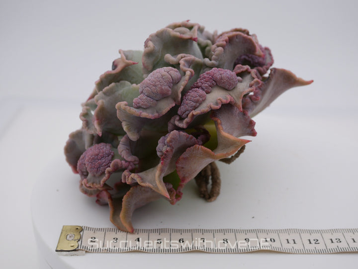 Echeveria 'Madiba' warts - Special rare plant - schöne und sehr seltene Sukkulente - Sukkulente - Pflanze * Korea Import *