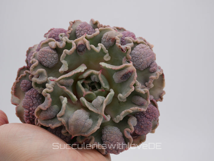 Echeveria 'Madiba' warts - Special rare plant - schöne und sehr seltene Sukkulente - Sukkulente - Pflanze * Korea Import *