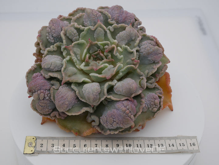 Echeveria 'Madiba' warts - Special rare plant - schöne und sehr seltene Sukkulente - Sukkulente - Pflanze * Korea Import *