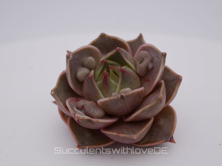 Echeveria 'Mystic Rose' warts - schöne und seltene Sukkulente - Sukkulente - Pflanze * Korea Import *