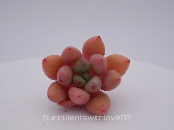 Echeveria 'Peach Garden' - schöne und seltene Sukkulente - Sukkulente - Pflanze * Korea Import *