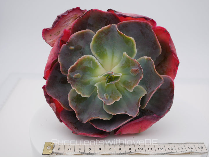 Echeveria 'Purpose Rose' - schöne und seltene Sukkulente - Sukkulente - Pflanze * Korea Import *