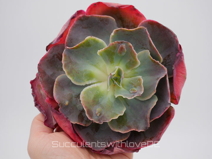 Echeveria 'Purpose Rose' - schöne und seltene Sukkulente - Sukkulente - Pflanze * Korea Import *