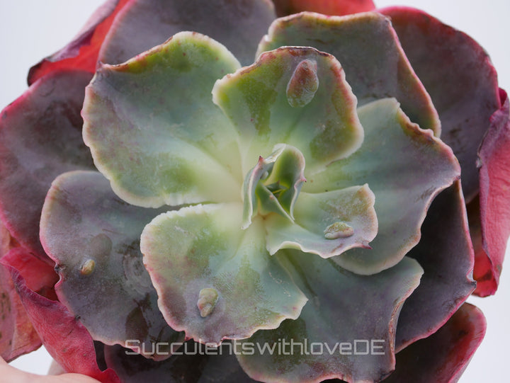 Echeveria 'Purpose Rose' - schöne und seltene Sukkulente - Sukkulente - Pflanze * Korea Import *